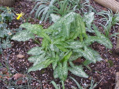 Arum concinnatum 'Agia-Vavara'